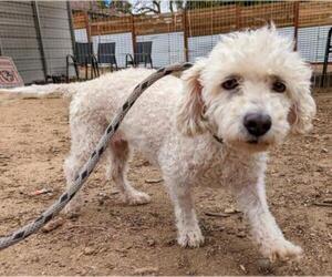 Dachshund-Unknown Mix Dogs for adoption in El Cajon, CA, USA