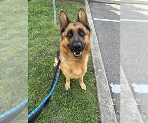 German Shepherd Dog Dogs for adoption in Vaughan, Ontario, Canada