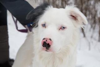 Border-Aussie Dogs for adoption in Ann Arbor, MI, USA