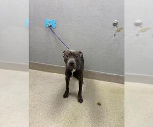 Mutt Dogs for adoption in Las Vegas, NV, USA