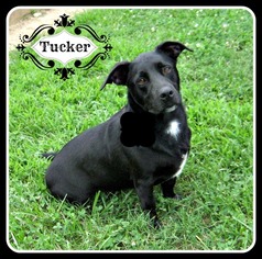 Basset Hound-Unknown Mix Dogs for adoption in Sautee Nacoochee, GA, USA