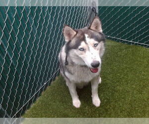 Siberian Husky Dogs for adoption in Downey, CA, USA