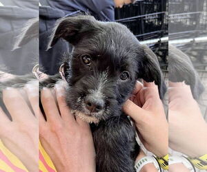 Bearded Collie-Unknown Mix Dogs for adoption in Des Moines, IA, USA
