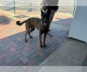 Mutt Dogs for adoption in Rancho Cucamonga, CA, USA