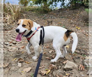 Beagle Dogs for adoption in Batavia, NY, USA