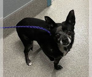 Chihuahua-Unknown Mix Dogs for adoption in Las Vegas, NV, USA