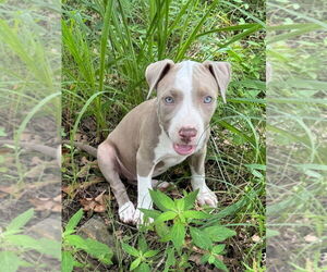 American Pit Bull Terrier Dogs for adoption in Claremore, OK, USA
