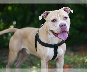 American Staffordshire Terrier-Unknown Mix Dogs for adoption in Tavares, FL, USA