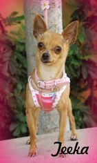 Chihuahua-Unknown Mix Dogs for adoption in Anaheim Hills, CA, USA
