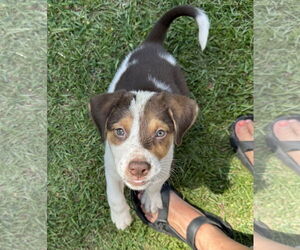 Labrador Retriever-Unknown Mix Dogs for adoption in Garner, NC, USA