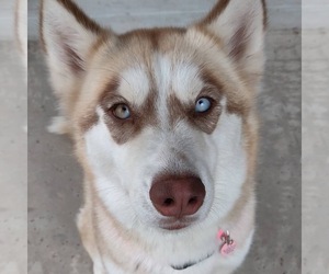 Alaskan Husky Dogs for adoption in Canutillo, TX, USA