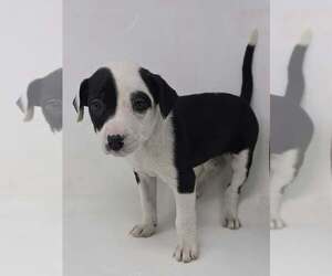 Labrador Retriever-Unknown Mix Dogs for adoption in Brewster, NY, USA