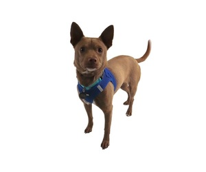 Carolina Dog-Chihuahua Mix Dogs for adoption in Princeton, MN, USA