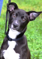 Borador Dogs for adoption in Enfield, CT, USA