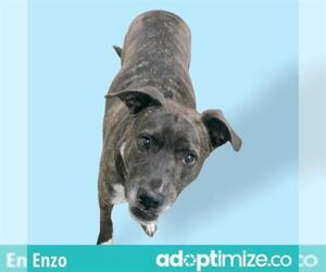 Bullboxer Pit Dogs for adoption in Anchorage, AK, USA