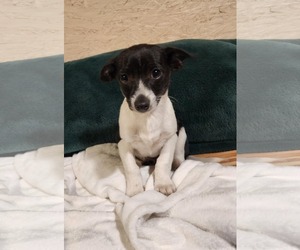 Jack Russell Terrier-Unknown Mix Dogs for adoption in SHERBURNE, NY, USA