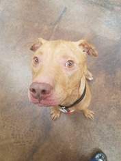 American Pit Bull Terrier Dogs for adoption in Spirit Lake, ID, USA