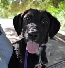 Medium Photo #1 Labrador Retriever-Unknown Mix Puppy For Sale in Del Rio, TX, USA