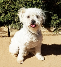 Maltipoo Dogs for adoption in Albuquerque, NM, USA