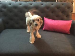 Maltipoo Dogs for adoption in New York, NY, USA