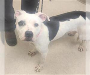 American Pit Bull Terrier Dogs for adoption in Saginaw, MI, USA