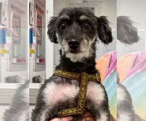 Shih Tzu-Unknown Mix Dogs for adoption in Ellijay, GA, USA