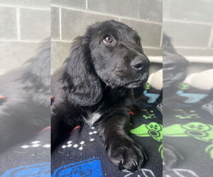 Retriever -Saint Bernard Mix Dogs for adoption in Aurora, IN, USA