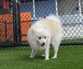 Pomeranian Dogs for adoption in Bronx, NY, USA