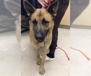 German Shepherd Dog Dogs for adoption in Riverside, CA, USA