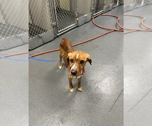 Labrador Retriever-Unknown Mix Dogs for adoption in Glen Allen, VA, USA
