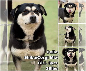 Shiba Inu-Unknown Mix Dogs for adoption in Seattle, WA, USA