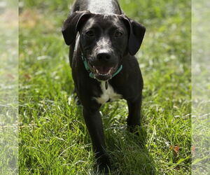 Labrador Retriever-Unknown Mix Dogs for adoption in Brooklyn Center, MN, USA