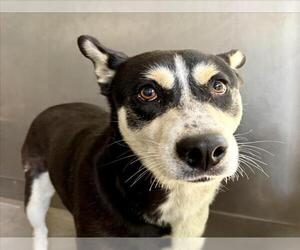 Australian Kelpie-Unknown Mix Dogs for adoption in San Bernardino, CA, USA