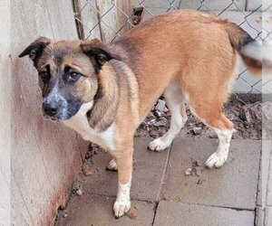 Mutt Dogs for adoption in Lonsdale, AR, USA