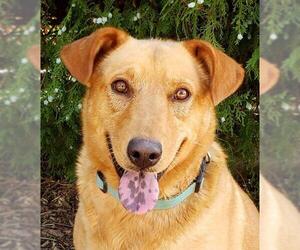 Golden Retriever Dogs for adoption in Albuquerque, NM, USA