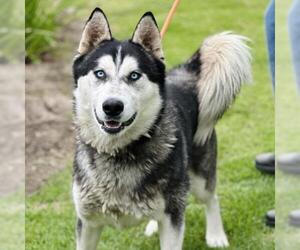 Siberian Husky Dogs for adoption in Camarillo, CA, USA