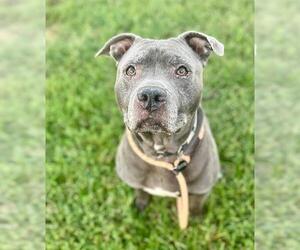 American Pit Bull Terrier Dogs for adoption in Louisville, KY, USA