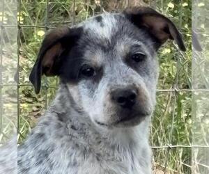 German Shorthaired Pointer-Unknown Mix Dogs for adoption in Yardley, PA, USA