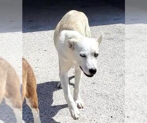 Siberian Husky-Unknown Mix Dogs for adoption in San Antonio, TX, USA