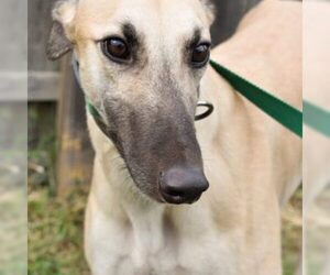 Greyhound Dogs for adoption in Grandville, MI, USA