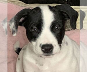 Mutt Dogs for adoption in Rockaway, NJ, USA