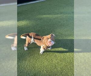 American Bulldog Dogs for adoption in San Martin, CA, USA