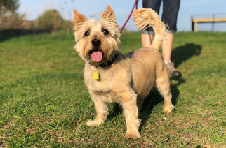 Cairn Terrier Dogs for adoption in Park Falls, WI, USA