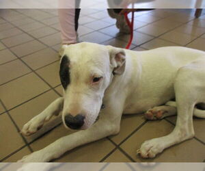 American Pit Bull Terrier-Unknown Mix Dogs for adoption in Ocala, FL, USA