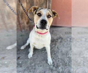 American Staffordshire Terrier-Unknown Mix Dogs for adoption in Fresno, CA, USA