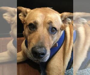 Chow Chow-Labrador Retriever Mix Dogs for adoption in San Francisco, CA, USA