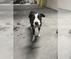 Mutt Dogs for adoption in Las Vegas, NV, USA