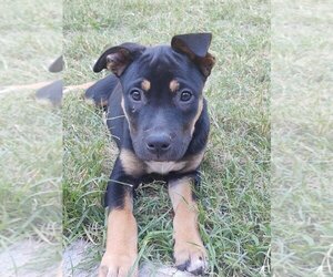 American Pit Bull Terrier-Catahoula Leopard Dog Mix Dogs for adoption in Claremore, OK, USA
