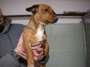 Dachshund Dogs for adoption in Eureka Springs, AR, USA
