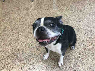 Boston Terrier Dogs for adoption in Springfield, MA, USA